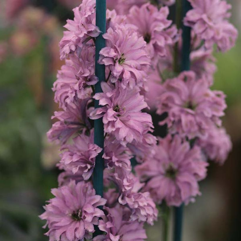 Ridderspoor Highlander Flamenco - Delphinium (Bloei)