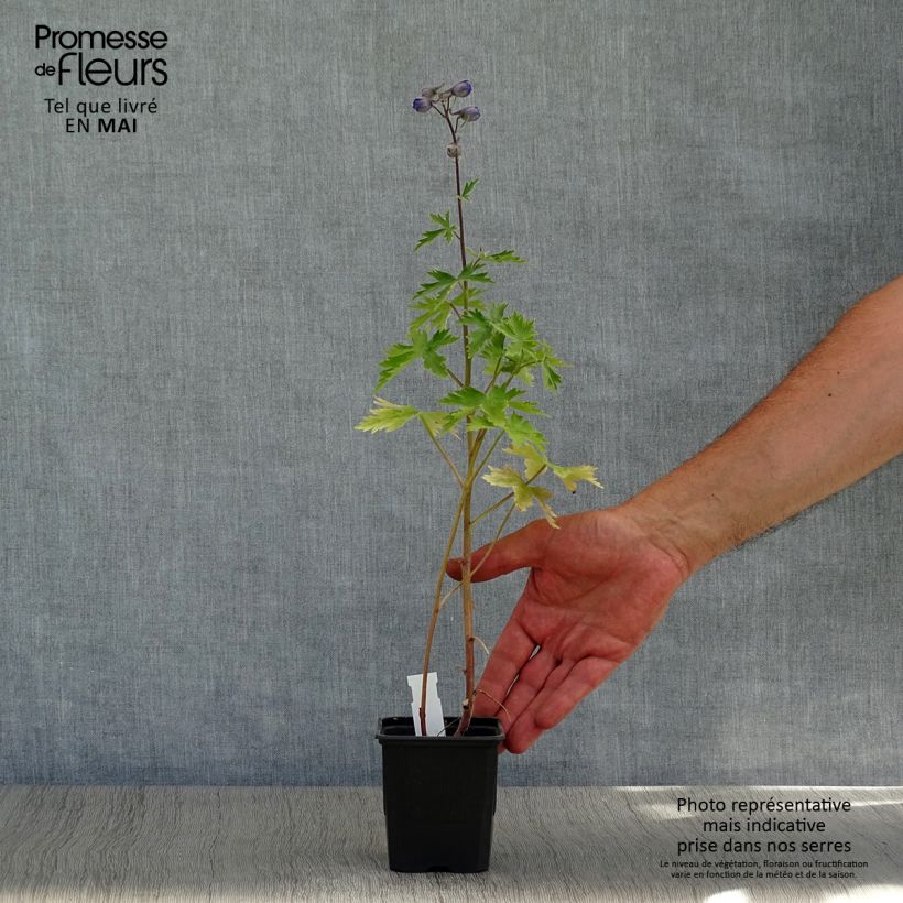 Exemplaar van Delphinium Highlander Sweet Sensation - Ridderspoor Kweekpotje van 8/9 cm zoals geleverd in de lente