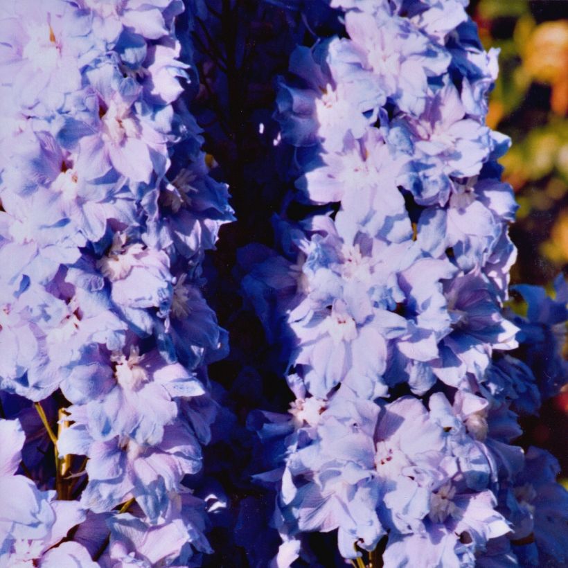 Delphinium Misty Mauves - Ridderspoor (Groeiplaats)
