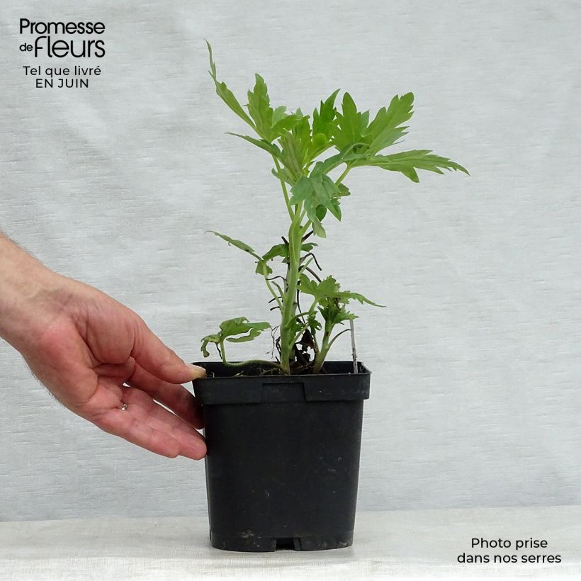 Exemplaar van Delphinium Pacific Black Knight - Ridderspoor Pot van 2 l/3 l zoals geleverd in de zomer