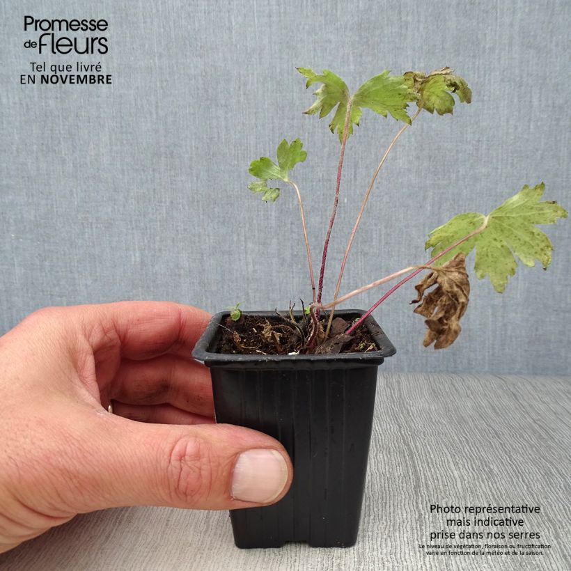 Exemplaar van Delphinium Pacific Black Knight - Ridderspoor Kweekpotje van 7/8 cm zoals geleverd in de herfst