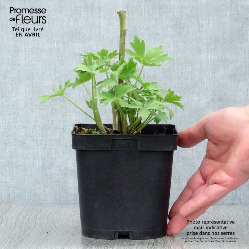 Exemplaar van Delphinium Pacific Black Knight - Ridderspoor Pot van 2 l/3 l zoals geleverd in de lente