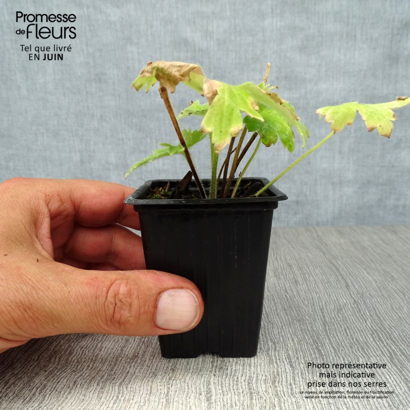 Exemplaar van Delphinium Pacific Blue Bird - Ridderspoor Kweekpotje van 7/8 cm zoals geleverd in de zomer