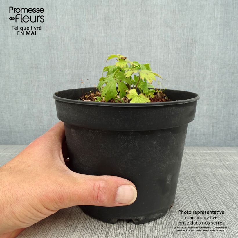 Exemplaar van Delphinium Pacific Blue Jay - Ridderspoor Pot van 2 l/3 l zoals geleverd in de lente