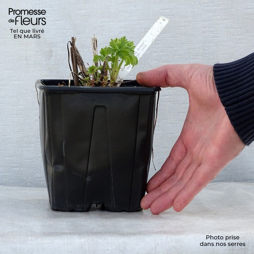 Exemplaar van Delphinium Pacific Galahad - Ridderspoor Pot van 2 l/3 l zoals geleverd in de lente