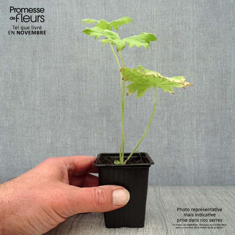 Exemplaar van Delphinium Pacific Galahad - Ridderspoor Kweekpotje van 7/8 cm zoals geleverd in de herfst