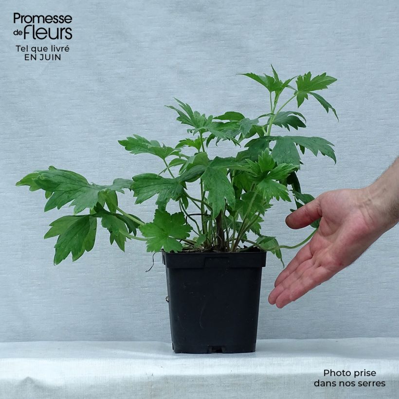 Exemplaar van Delphinium Pacific King Arthur - Ridderspoor Pot van 2 l/3 l zoals geleverd in de zomer