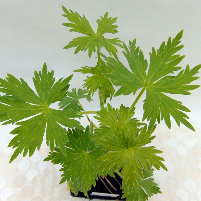 Delphinium Pacific Summer Skies - Ridderspoor (Blad)