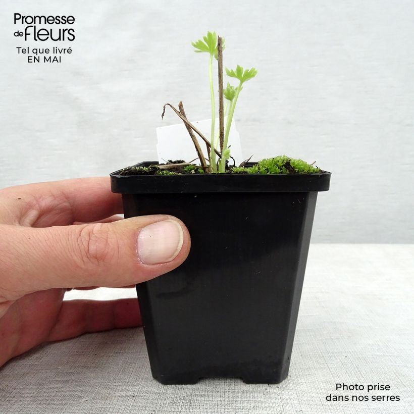 Exemplaar van Delphinium Pacific Summer Skies - Ridderspoor Kweekpotje van 7/8 cm zoals geleverd in de lente