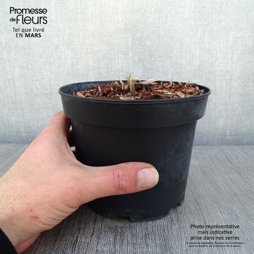 Exemplaar van Delphinium Pacific Summer Skies - Ridderspoor Pot van 2 l/3 l zoals geleverd in de winter