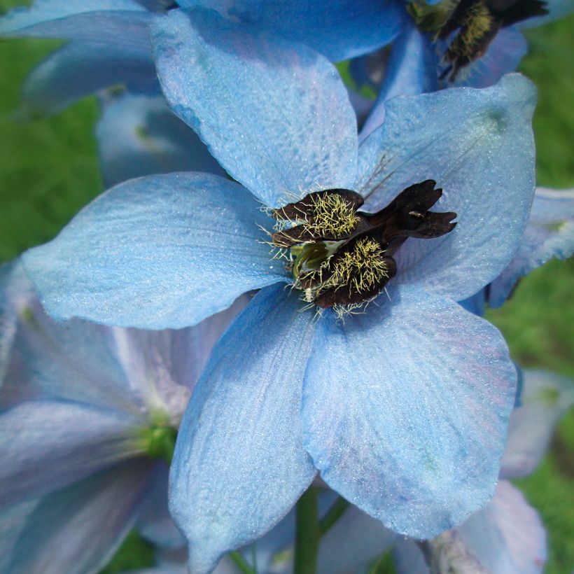 Delphinium Perlmutterbaum - Ridderspoor (Bloei)