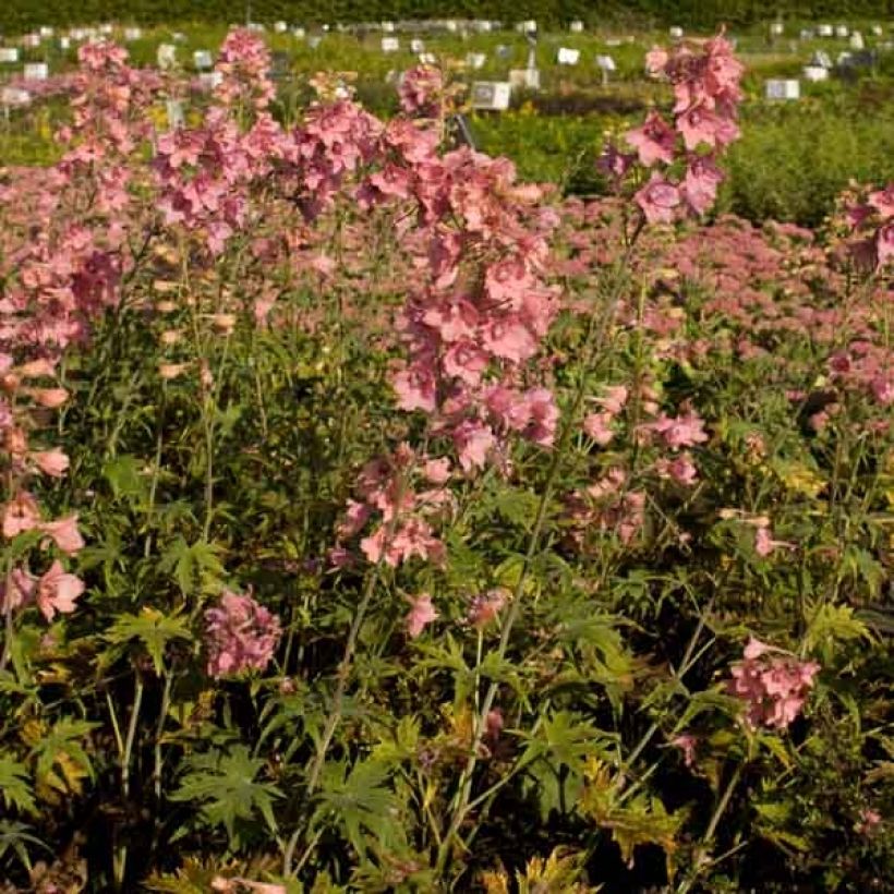 Delphinium Ruysii Pink Sensation - Ridderspoor (Groeiplaats)
