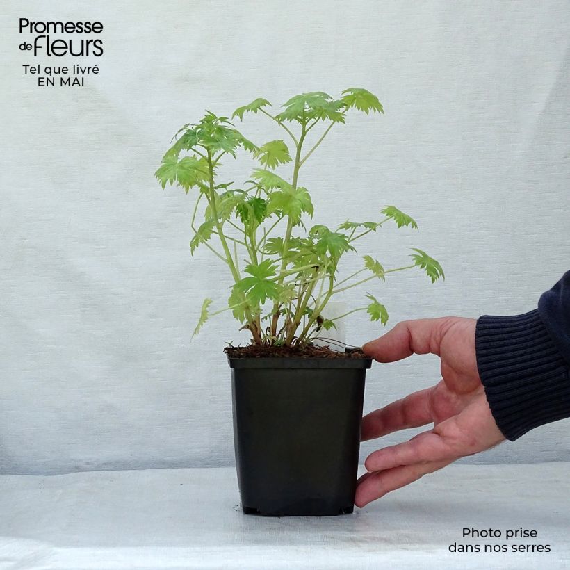 Exemplaar van Delphinium Ruysii Pink Sensation - Ridderspoor Kweekpotje van 8/9 cm zoals geleverd in de lente