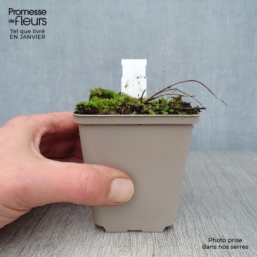 Exemplaar van Delphinium Ruysii Pink Sensation - Ridderspoor Kweekpotje van 8/9 cm zoals geleverd in de winter