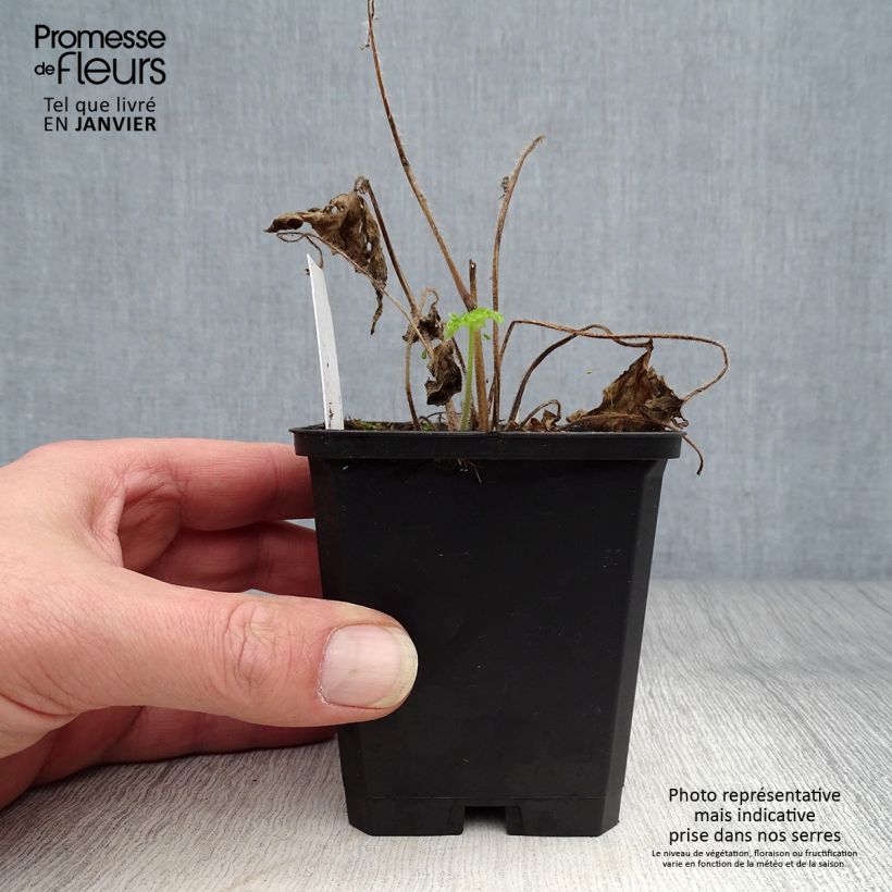 Exemplaar van Delphinium Pacific-hybrid Magic Fountain Sky Blue-White Bee - Ridderspoor Kweekpotje van 8/9 cm zoals geleverd in de winter