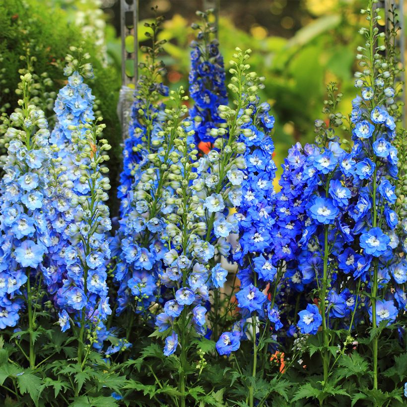 Delphinium Pacific-hybrid Magic Fountain Sky Blue-White Bee - Ridderspoor (Groeiplaats)