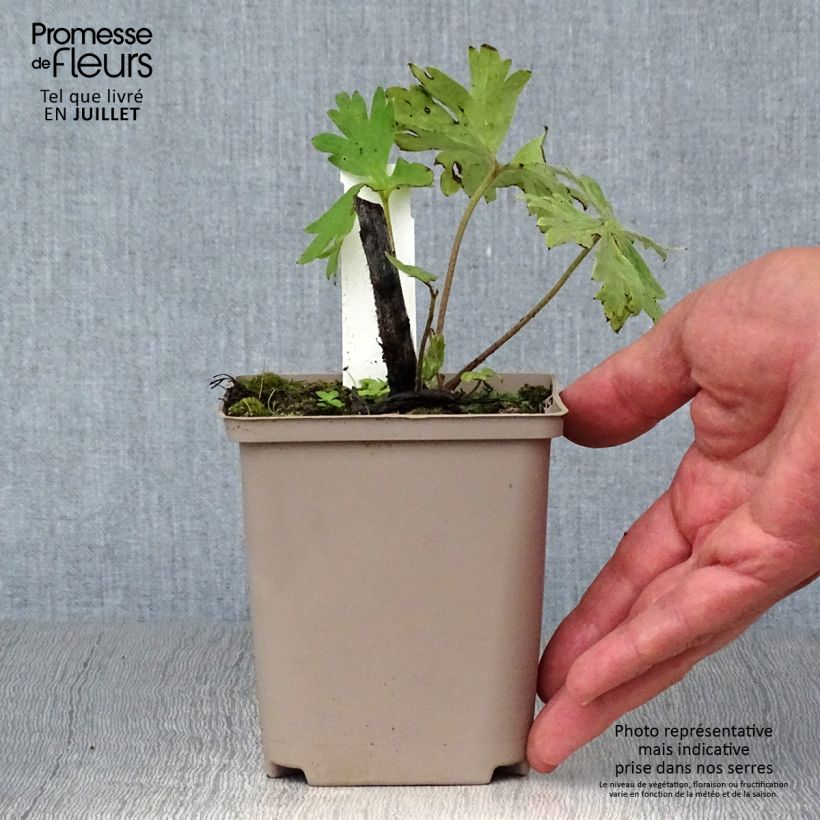 Exemplaar van Delphinium Strawberry Fair - Ridderspoor Kweekpotje van 8/9 cm zoals geleverd in de zomer