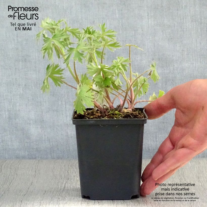 Exemplaar van Delphinium Strawberry Fair - Ridderspoor Kweekpotje van 8/9 cm zoals geleverd in de lente