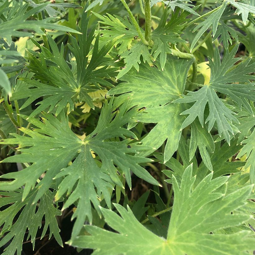 Delphinium belladonna Völkerfrieden - Ridderspoor (Blad)