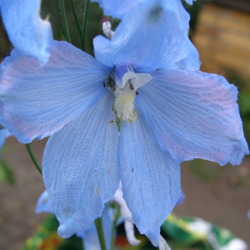 Delphinium belladonna Ballkleid - Ridderspoor (Bloei)