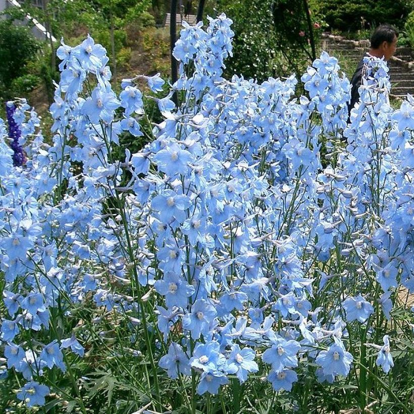 Delphinium belladonna Ballkleid - Ridderspoor (Groeiplaats)