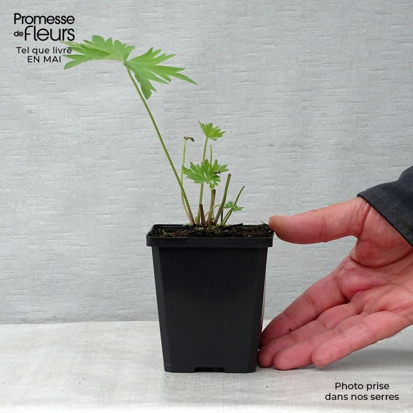 Exemplaar van Delphinium belladonna Bellamosum - Ridderspoor Kweekpotje van 7/8 cm zoals geleverd in de lente