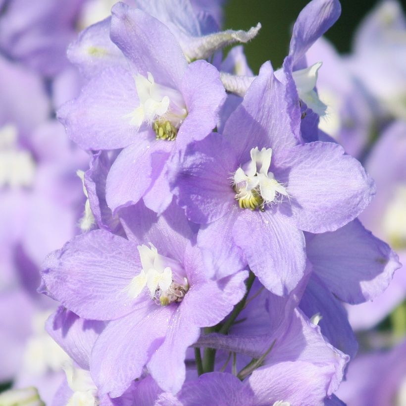 Delphinium belladonna Capri - Ridderspoor (Bloei)