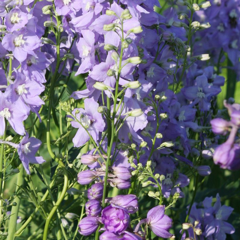 Delphinium belladonna Capri - Ridderspoor (Groeiplaats)