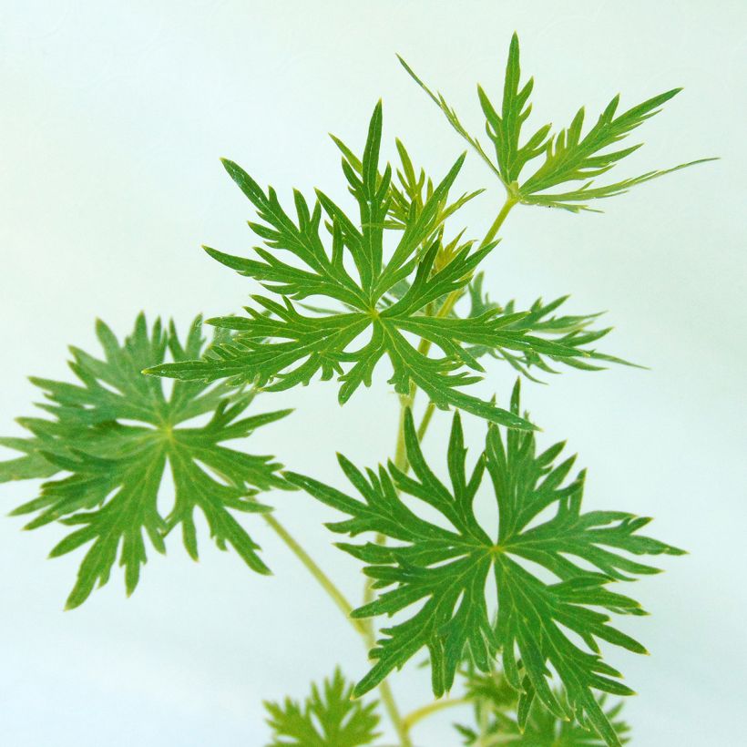 Delphinium belladonna Cliveden Beauty - Ridderspoor (Blad)