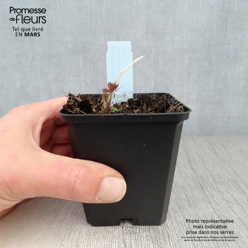 Exemplaar van Delphinium belladonna Kleine Nachtmusik - Ridderspoor Kweekpotje van 8/9 cm zoals geleverd in de lente