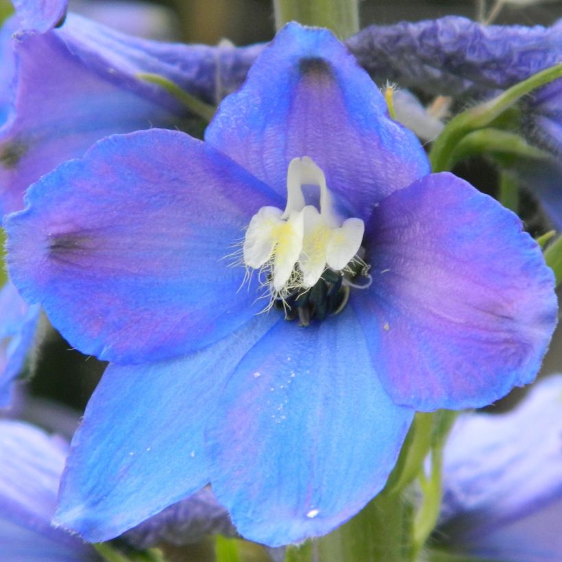 Delphinium belladonna Piccolo - Ridderspoor (Bloei)