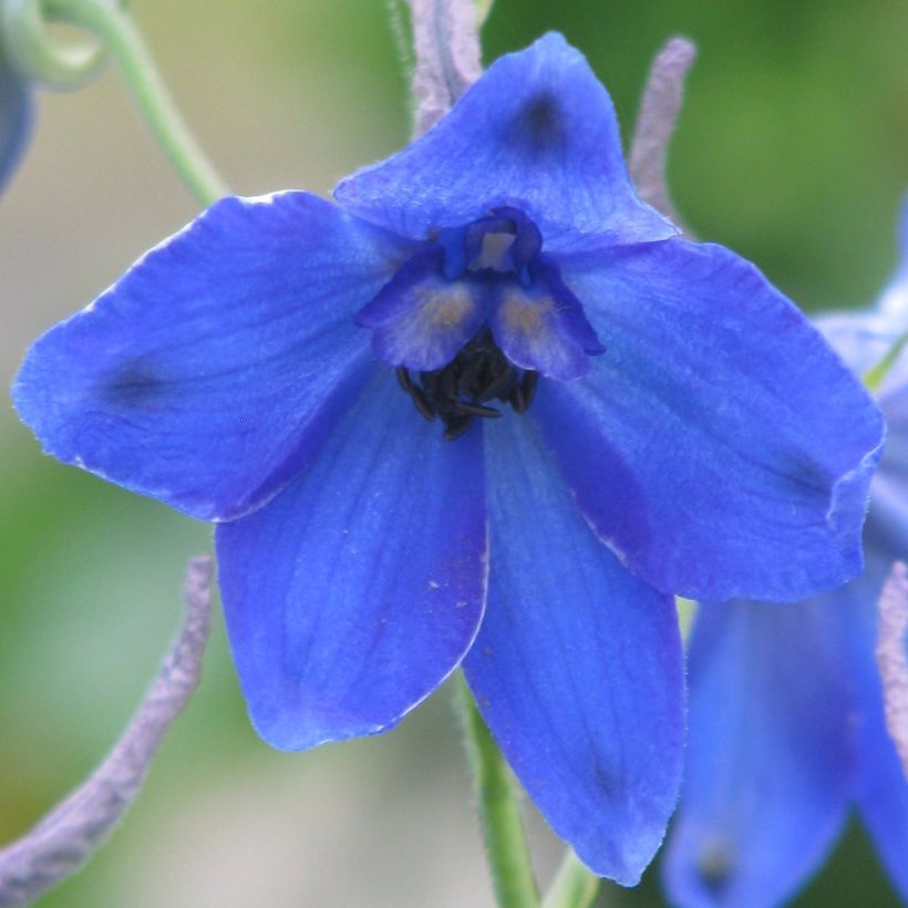 Delphinium belladonna Völkerfrieden - Ridderspoor (Bloei)