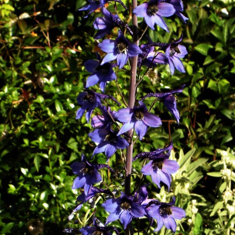 Delphinium belladonna Völkerfrieden - Ridderspoor (Groeiplaats)