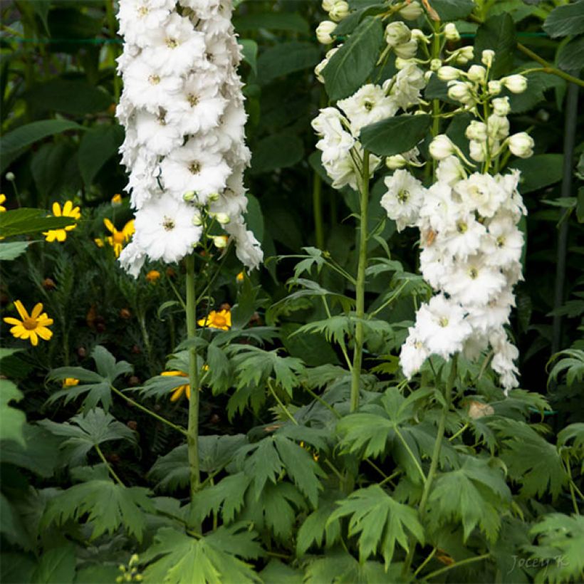 Delphinium elatum Double Innocence - Ridderspoor (Bloei)