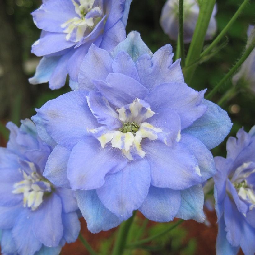 Delphinium elatum Morning Lights - Ridderspoor (Bloei)