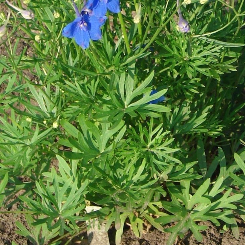 Delphinium grandiflorum Blauer Zwerg - Ridderspoor (Blad)