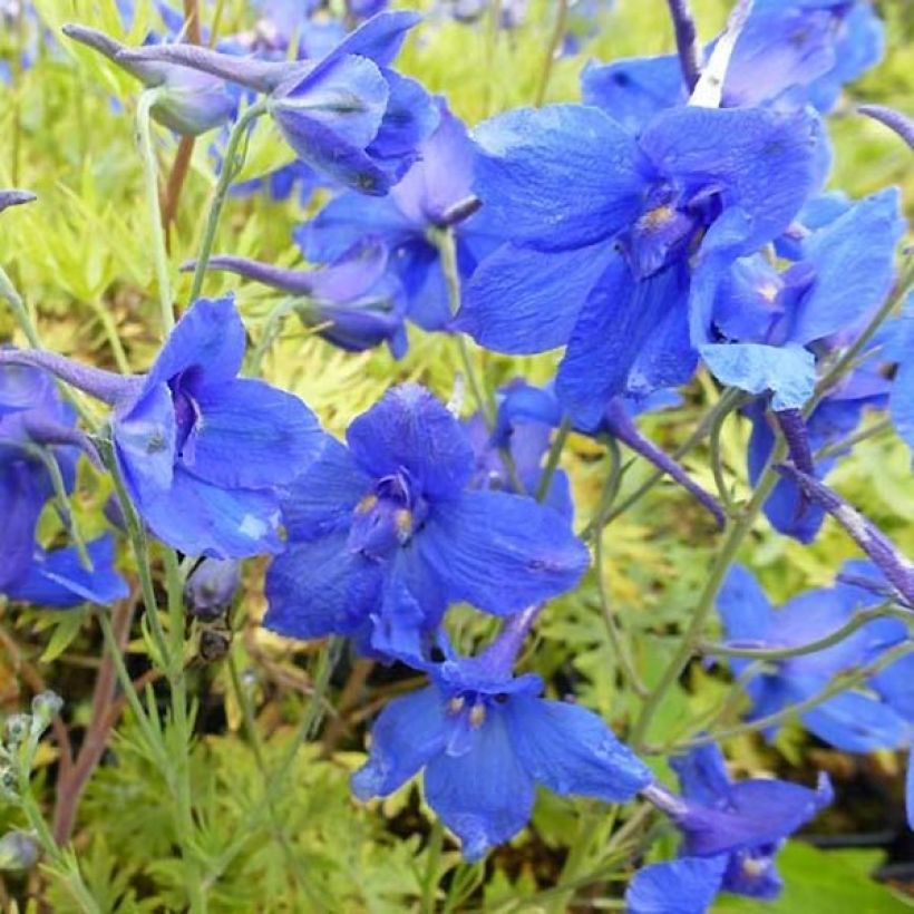 Delphinium grandiflorum Blauer Zwerg - Ridderspoor (Bloei)