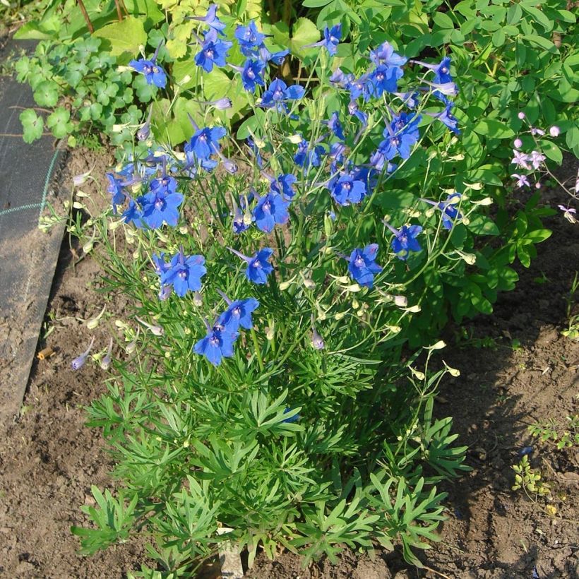 Delphinium grandiflorum Blauer Zwerg - Ridderspoor (Groeiplaats)