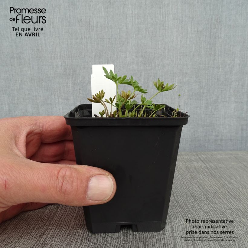 Exemplaar van Delphinium grandiflorum Blauer Zwerg - Ridderspoor Kweekpotje van 8/9 cm zoals geleverd in de lente