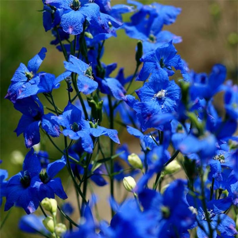Delphinium grandiflorum - Ridderspoor (Bloei)