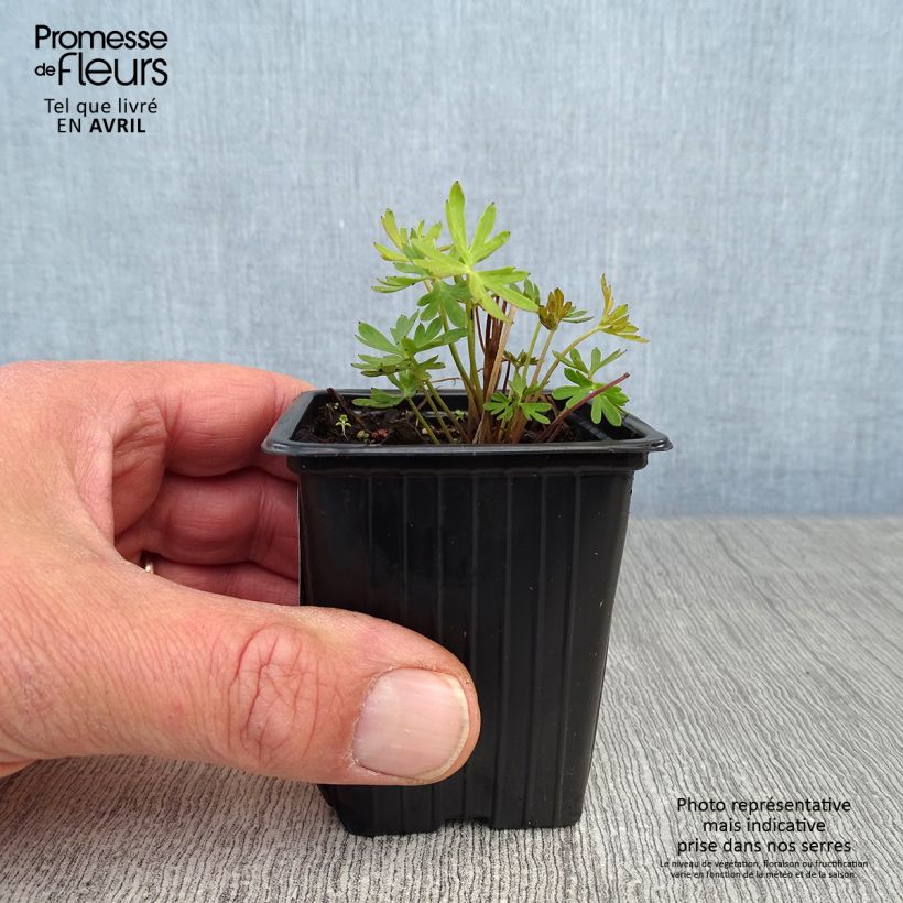 Exemplaar van Delphinium grandiflorum - Ridderspoor Kweekpotje van 7/8 cm zoals geleverd in de lente