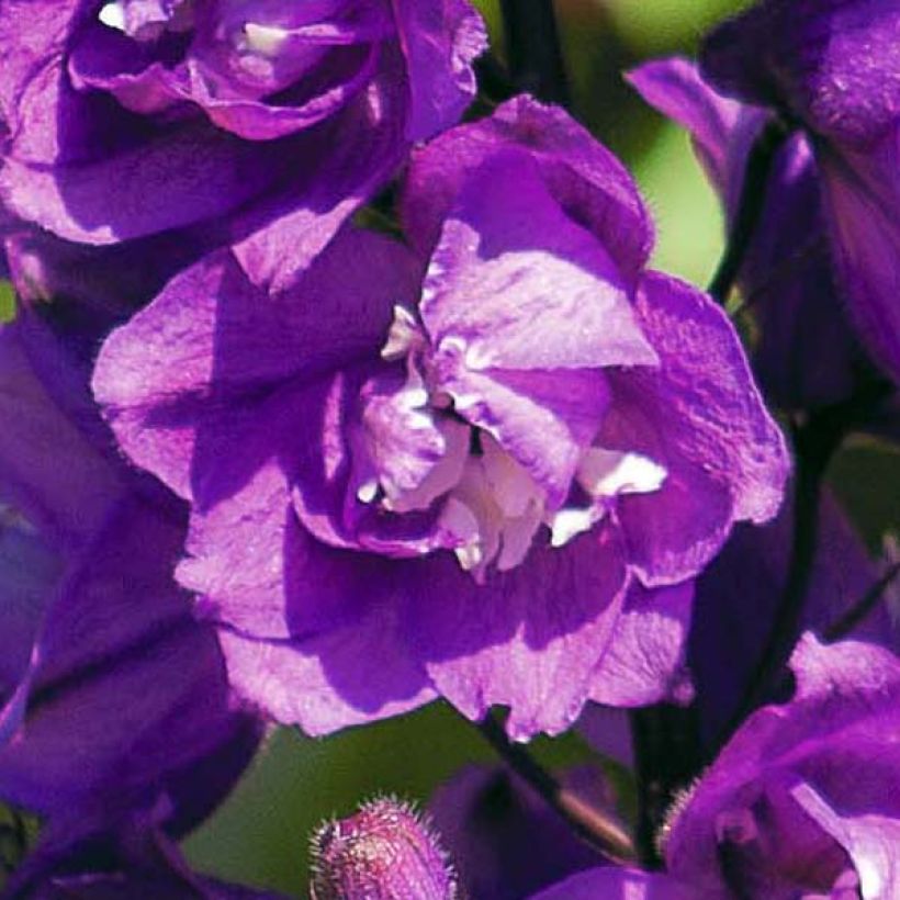Delphinium Pacific Astolat - Ridderspoor (Bloei)