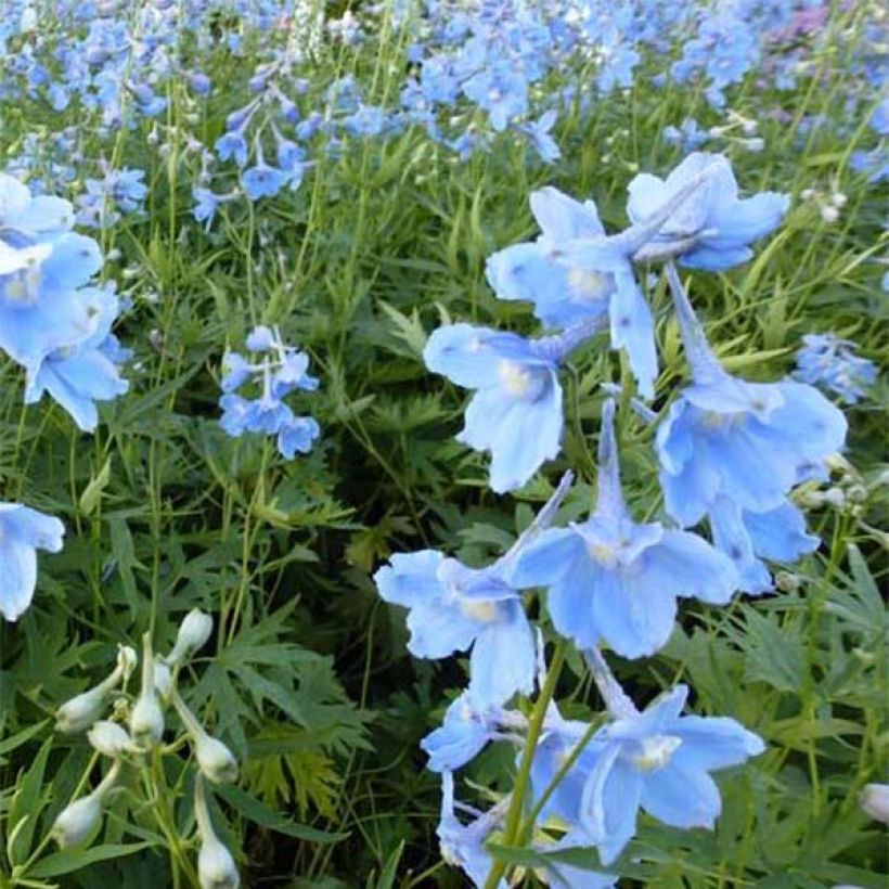 Delphinium belladonna Cliveden Beauty - Ridderspoor (Bloei)