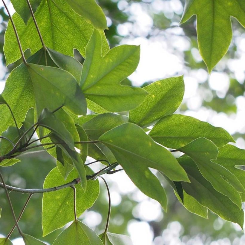 Dendropanax japonicus (Blad)