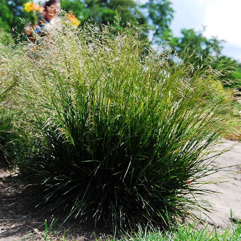 Deschampsia cespitosa - Ruwe smele (Plant habit)