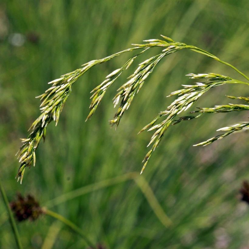 Deschampsia flexuosa - Bochtige smele (Bloei)