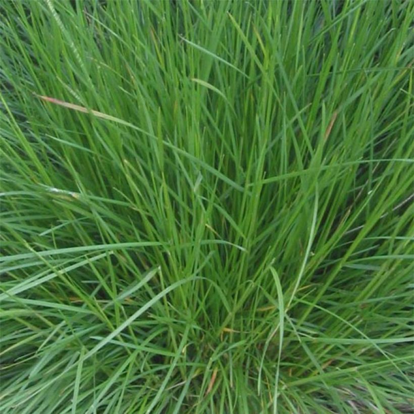 Deschampsia cespitosa Bronzeschleier - Ruwe smele (Blad)