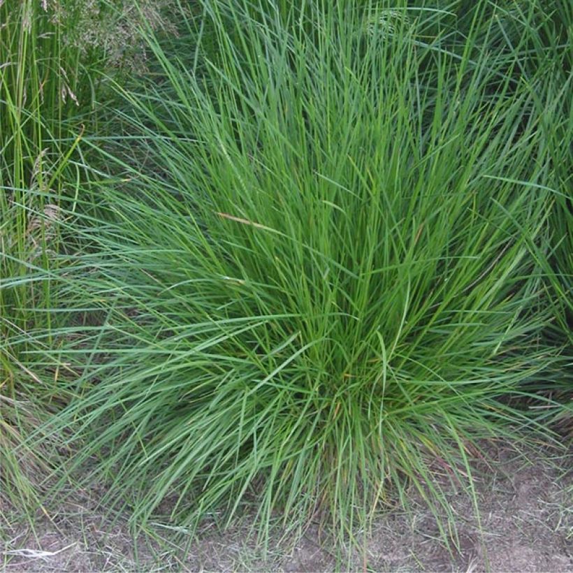 Deschampsia cespitosa Bronzeschleier - Ruwe smele (Groeiplaats)
