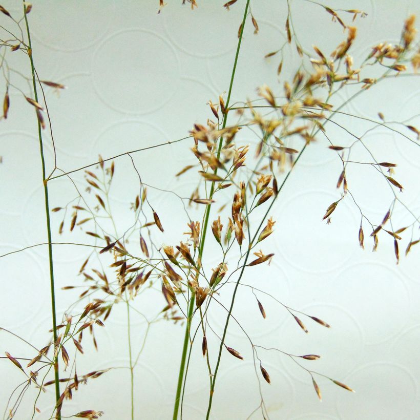 Deschampsia cespitosa - Ruwe smele (Flowering)