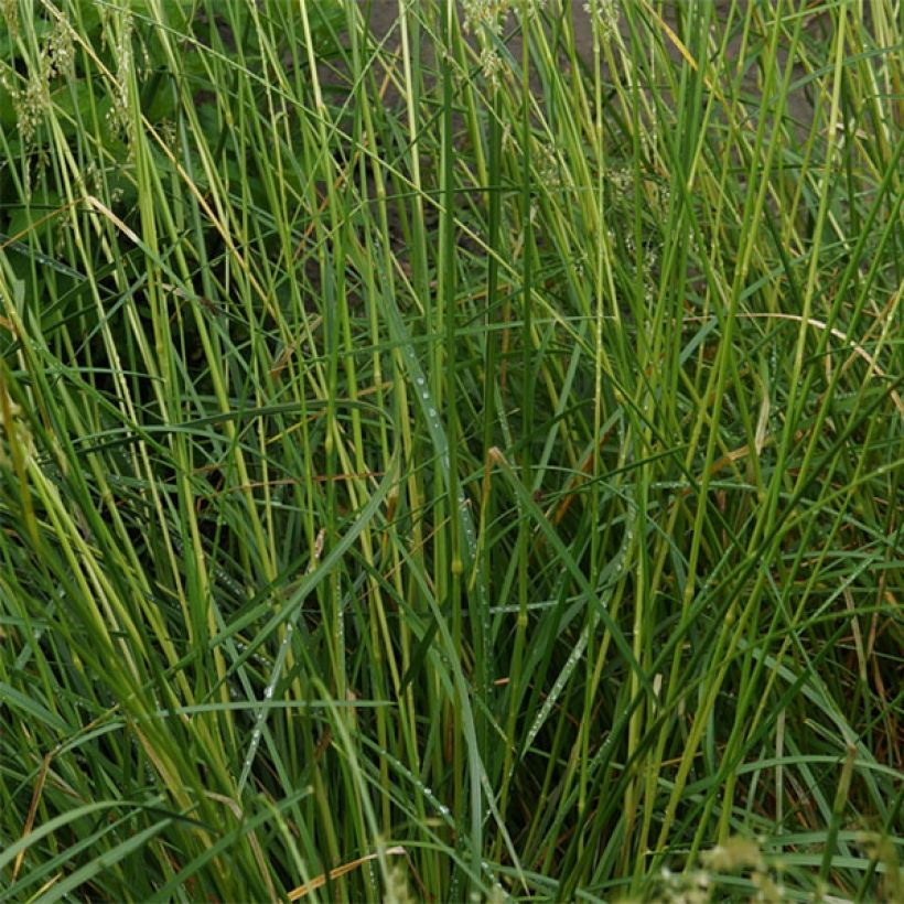 Deschampsia cespitosa Goldschleier - Ruwe smele (Blad)